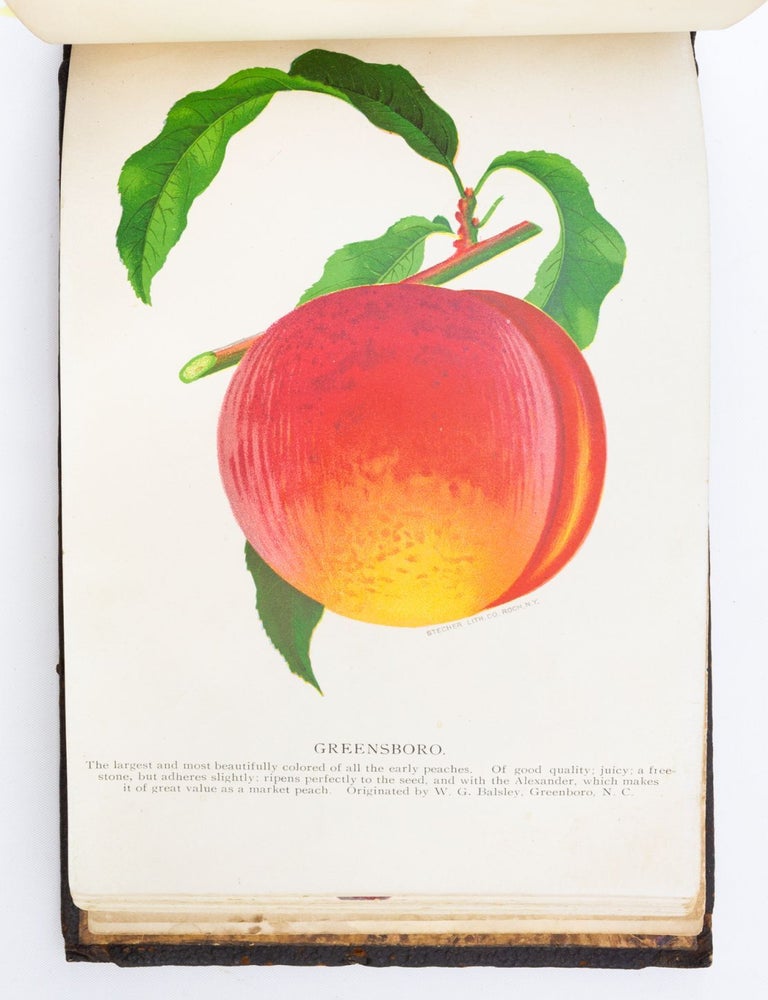 (ST19567-141) NO 2579: CHROMOLITHOGRAPH PLATE BOOK ILLUSTRATING FRUIT-BEARING PLANTS...