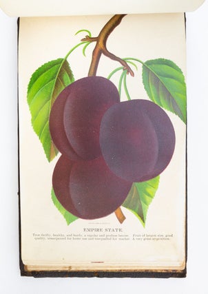 NO 2579: CHROMOLITHOGRAPH PLATE BOOK ILLUSTRATING FRUIT-BEARING PLANTS AVAILABLE FROM C. W. STUART & CO., NEWARK, N.Y.