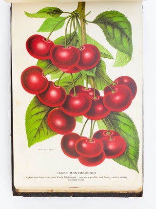 NO 2579: CHROMOLITHOGRAPH PLATE BOOK ILLUSTRATING FRUIT-BEARING PLANTS AVAILABLE FROM C. W. STUART & CO., NEWARK, N.Y.