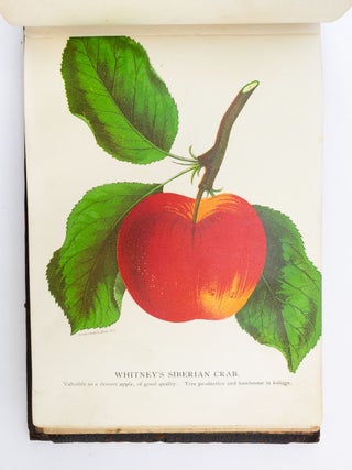 NO 2579: CHROMOLITHOGRAPH PLATE BOOK ILLUSTRATING FRUIT-BEARING PLANTS AVAILABLE FROM C. W. STUART & CO., NEWARK, N.Y.