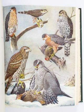 BIRDS OF MASSACHUSETTS AND OTHER NEW ENGLAND STATES. NEW ENGLAND STATES ORNITHOLOGY, EDWARD HOWE FORBUSH.