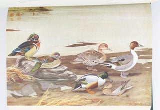 BIRDS OF MASSACHUSETTS AND OTHER NEW ENGLAND STATES.
