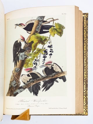 THE BIRDS OF AMERICA, FROM DRAWINGS MADE IN THE UNITED STATES AND THEIR TERRITORIES.