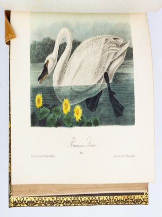 THE BIRDS OF AMERICA, FROM DRAWINGS MADE IN THE UNITED STATES AND THEIR TERRITORIES.