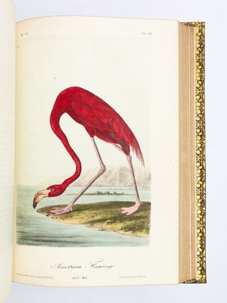 THE BIRDS OF AMERICA, FROM DRAWINGS MADE IN THE UNITED STATES AND THEIR TERRITORIES.