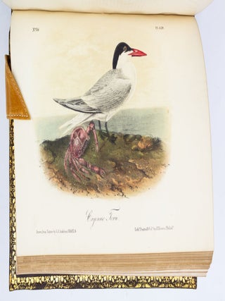 THE BIRDS OF AMERICA, FROM DRAWINGS MADE IN THE UNITED STATES AND THEIR TERRITORIES.