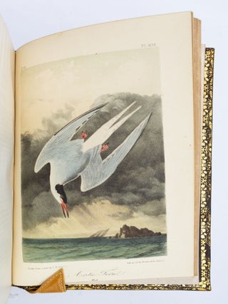 THE BIRDS OF AMERICA, FROM DRAWINGS MADE IN THE UNITED STATES AND THEIR TERRITORIES.