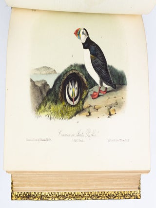 THE BIRDS OF AMERICA, FROM DRAWINGS MADE IN THE UNITED STATES AND THEIR TERRITORIES.