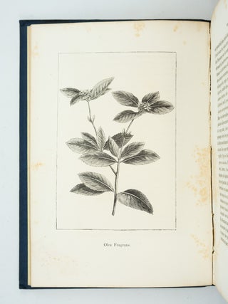 MONOGRAPHIE DU THÉ. DESCRIPTION BOTANIQUE, TORRÉFACTION, COMPOSITION CHIMIQUE, PROPRIÉTÉS HYGIÈNIQUE DE CETTE FEUILLE.