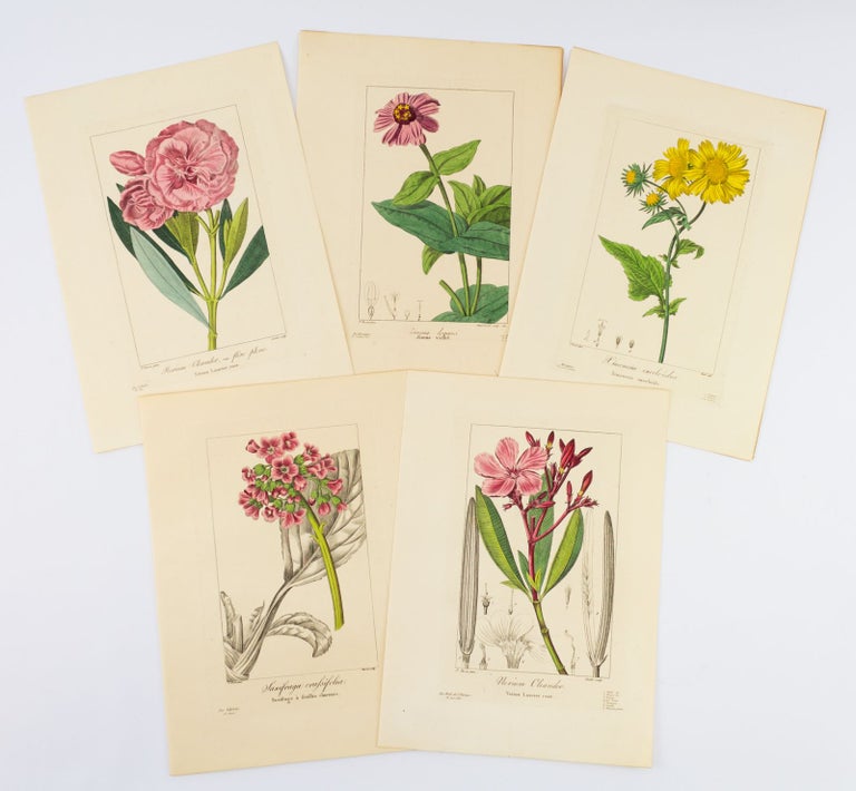 (ST7494) A COLLECTION OF FIVE HAND-COLORED PLATES FROM "FLORE DES JARDINIERS." BOTANICAL...