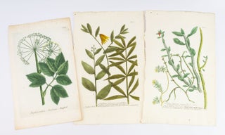 A COLLECTION OF 27 BOTANICAL PLATES FROM "PHYTANTHOZA ICONOGRAPHIE."