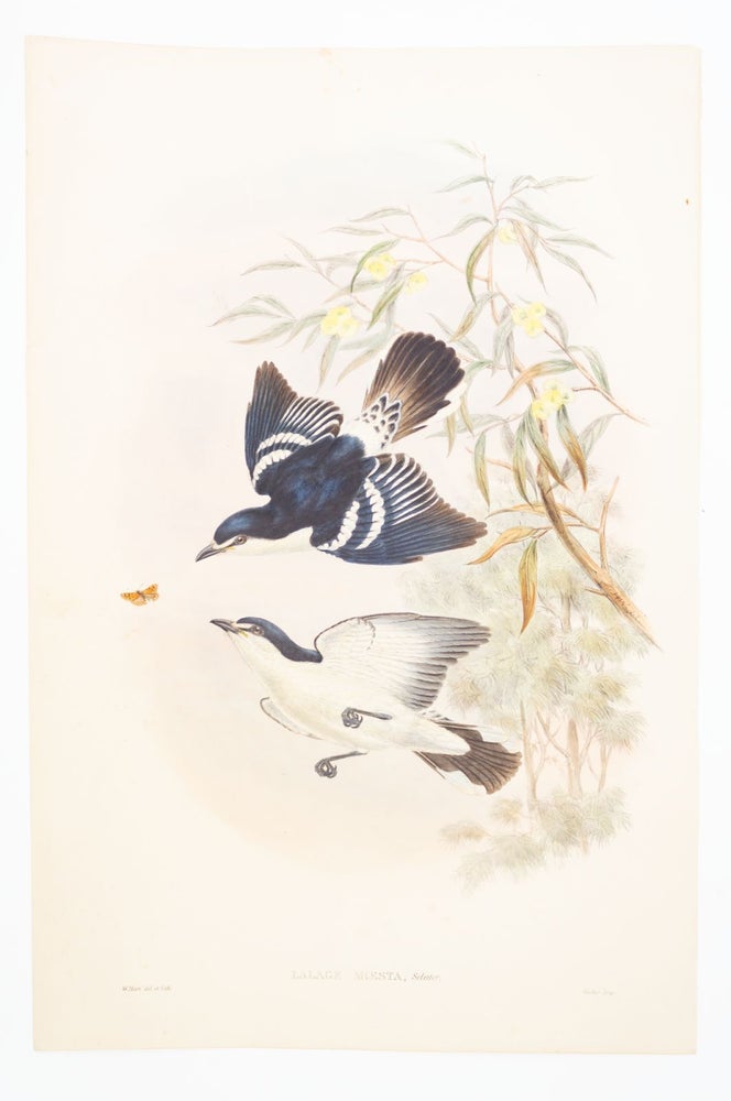 (STCNI1602A) FROM "A MONOGRAPH OF THE TROCHILIDAE, OR FAMILY OF HUMMINGBIRDS" AND "BIRDS OF NEW GUINEA." JOHN. ORIGINAL HAND PAINTED LITHOGRAPHS GOULD, OFFERED INDIVIDUALLY.