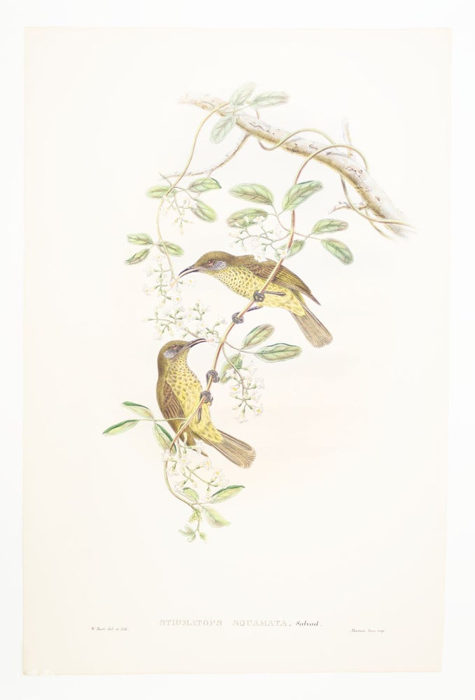(STCNI1602B) FROM "A MONOGRAPH OF THE TROCHILIDAE, OR FAMILY OF HUMMINGBIRDS" AND ...