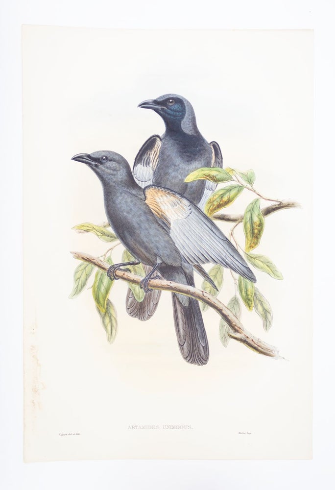(STCNI1602C) FROM "A MONOGRAPH OF THE TROCHILIDAE, OR FAMILY OF HUMMINGBIRDS" AND "BIRDS OF NEW GUINEA." JOHN. ORIGINAL HAND PAINTED LITHOGRAPHS GOULD, OFFERED INDIVIDUALLY.