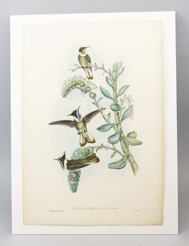 (STCNI1602D) FROM "A MONOGRAPH OF THE TROCHILIDAE, OR FAMILY OF HUMMINGBIRDS" AND ...