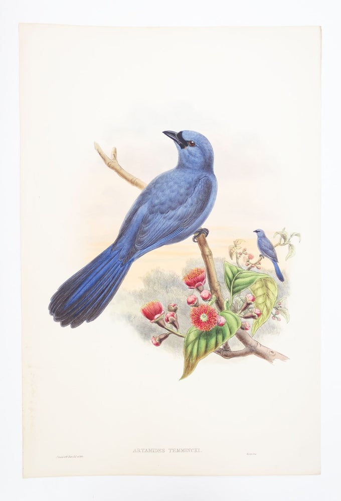(STCNI1602G) FROM "A MONOGRAPH OF THE TROCHILIDAE, OR FAMILY OF HUMMINGBIRDS" AND ...