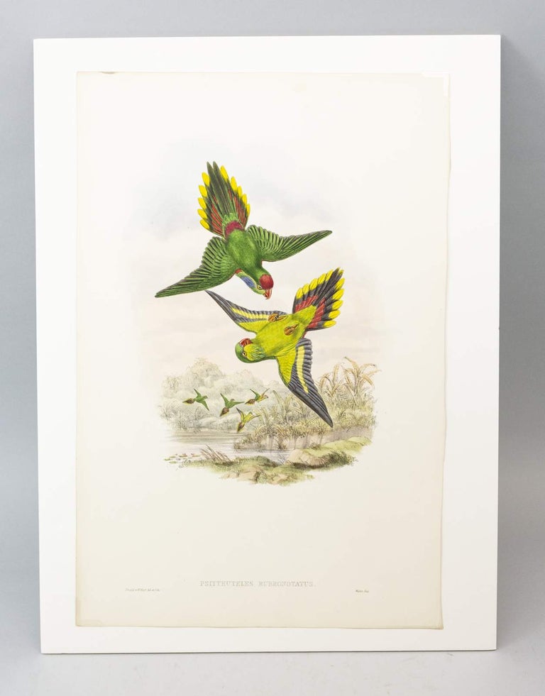 (STCNI1602J) FROM "A MONOGRAPH OF THE TROCHILIDAE, OR FAMILY OF HUMMINGBIRDS" AND ...