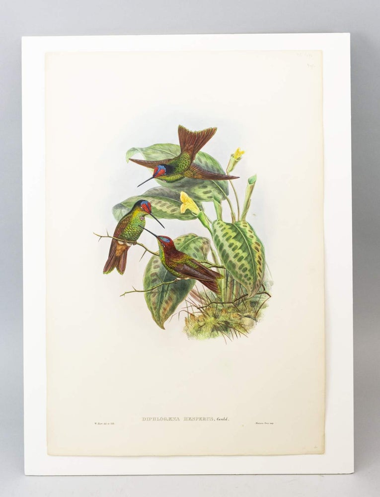 (STCNI1602K) FROM "A MONOGRAPH OF THE TROCHILIDAE, OR FAMILY OF HUMMINGBIRDS" AND "BIRDS OF NEW GUINEA." JOHN. ORIGINAL HAND PAINTED LITHOGRAPHS GOULD, OFFERED INDIVIDUALLY.