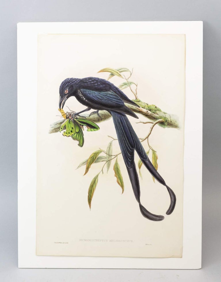 (STCNI1602L) FROM "A MONOGRAPH OF THE TROCHILIDAE, OR FAMILY OF HUMMINGBIRDS" AND "BIRDS OF NEW GUINEA." JOHN. ORIGINAL HAND PAINTED LITHOGRAPHS GOULD, OFFERED INDIVIDUALLY.