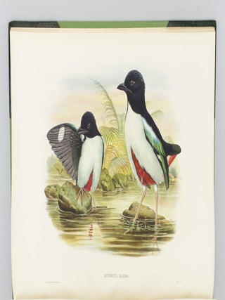 MONOGRAPH OF THE PITTIDAE.