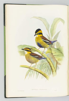 MONOGRAPH OF THE PITTIDAE.